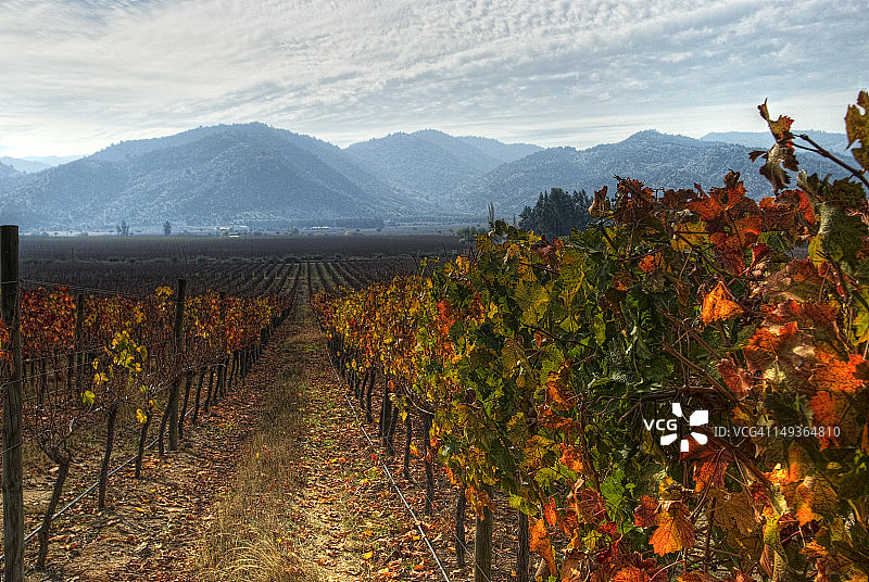 秋季的葡萄园图片素材