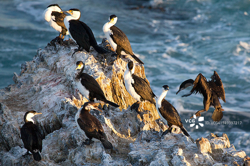 栖息在危险海岸岩石上的鸬鹚图片素材