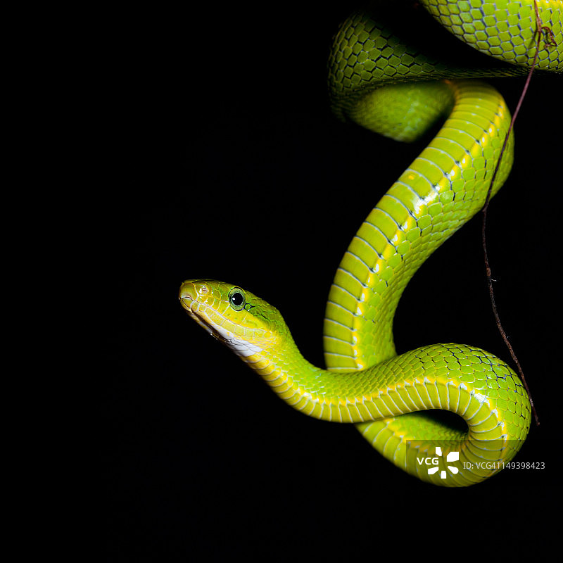 绿色灌木蛇图片素材