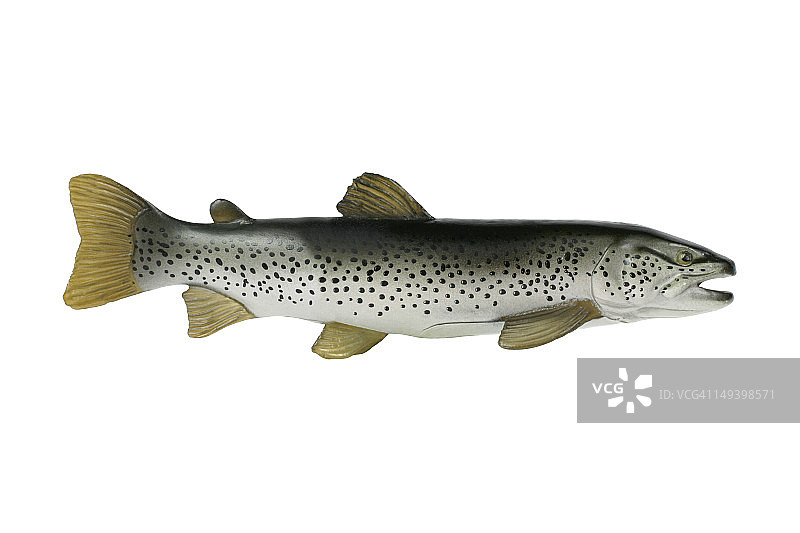 塑料鱼图片素材