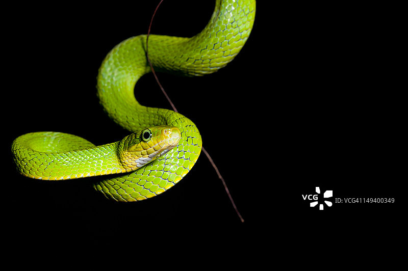 绿色灌木蛇图片素材