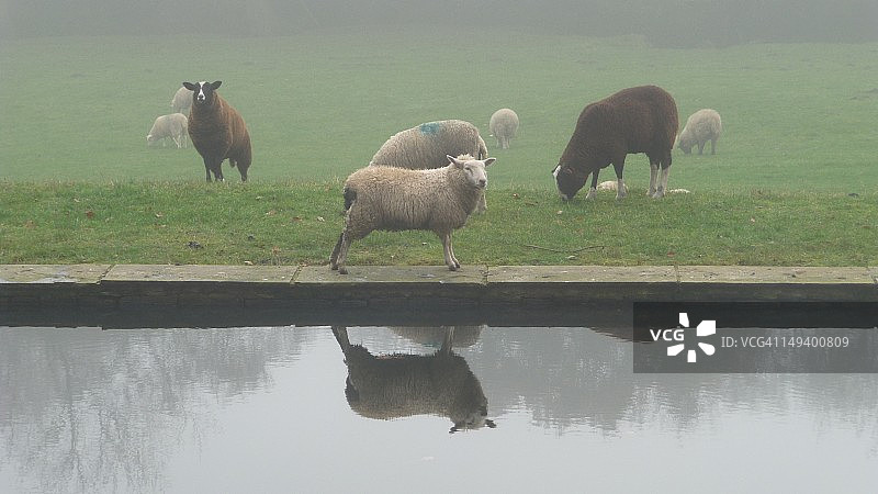 水边的绵羊图片素材