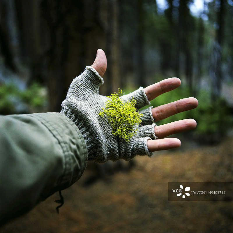 手中的苔藓图片素材