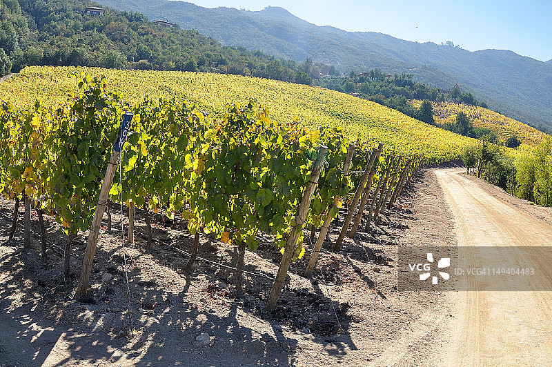 拉伯丝多Apalta葡萄园图片素材