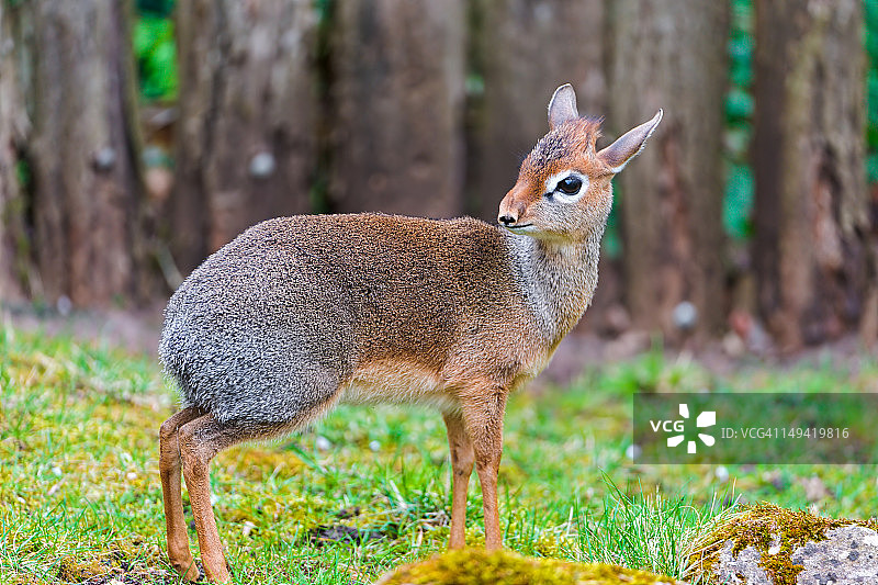小羚羊图片素材