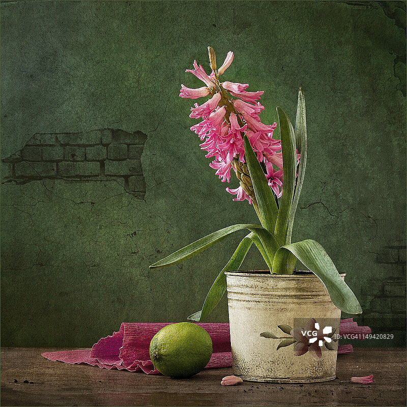 风信子与酸橙图片素材