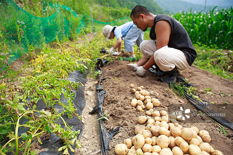 收获土豆图片素材