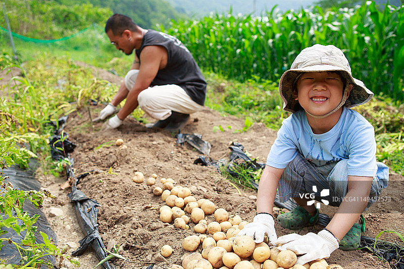 收获土豆图片素材