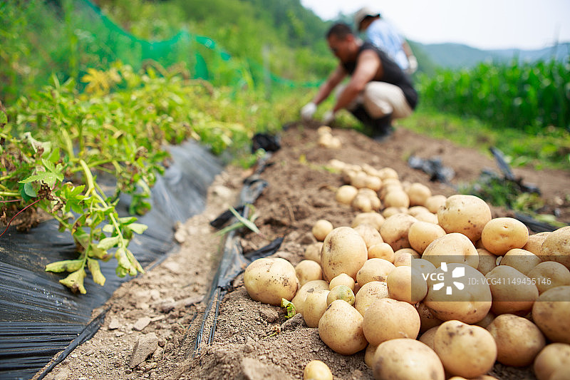 土豆领域图片素材