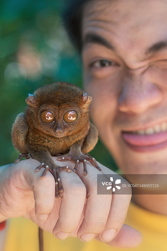 眼镜猴图片素材