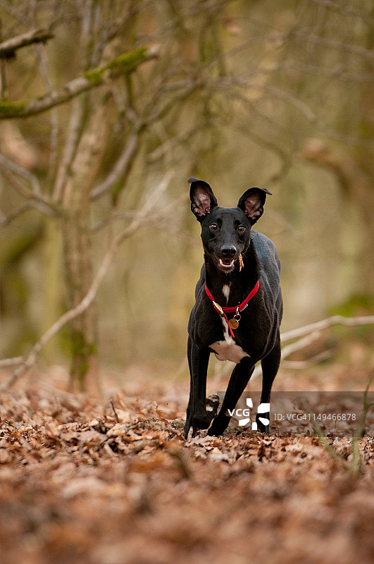 猎犬穿过树林图片素材