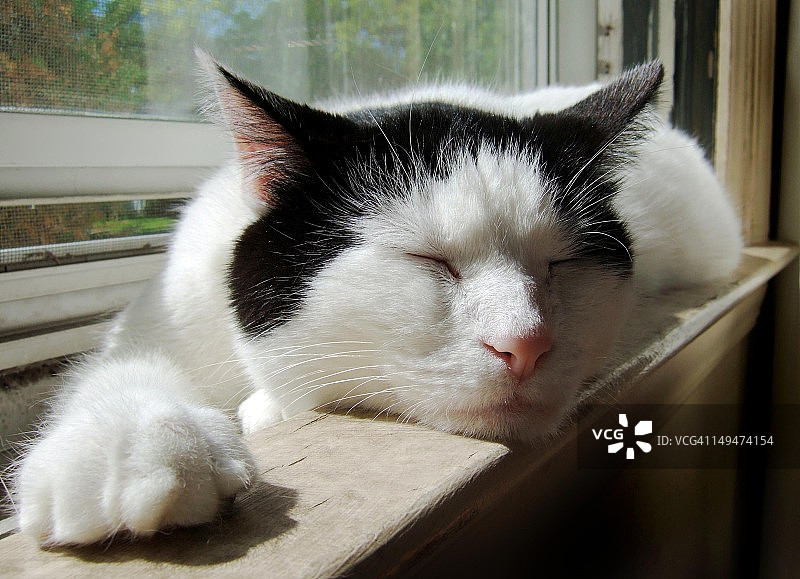 阳光下的莱佛士雕像图片素材