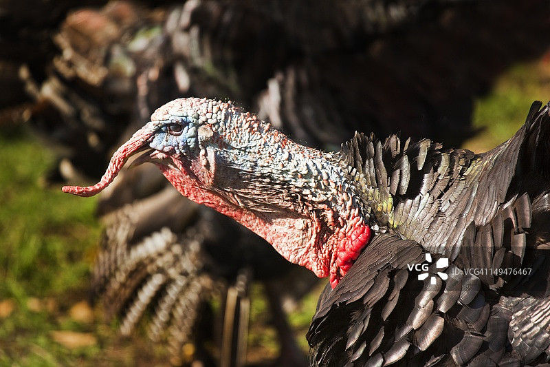 野生火鸡图片素材