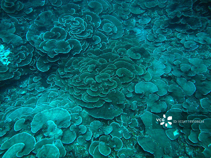 珊瑚礁上的卷心菜珊瑚图片素材