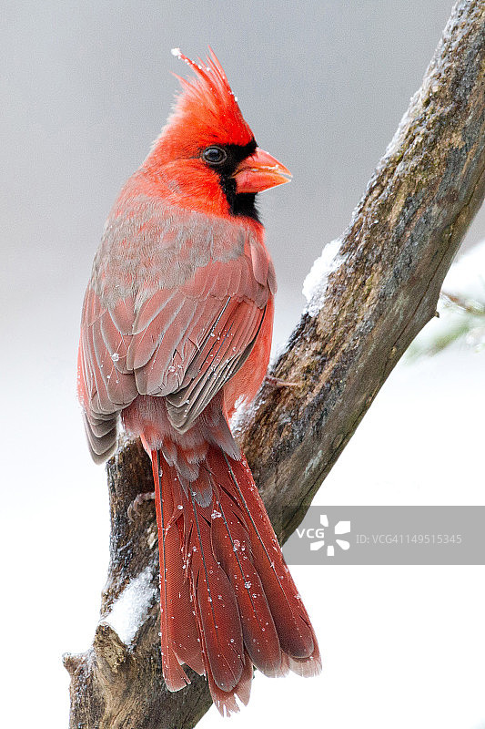 男性的红衣主教图片素材