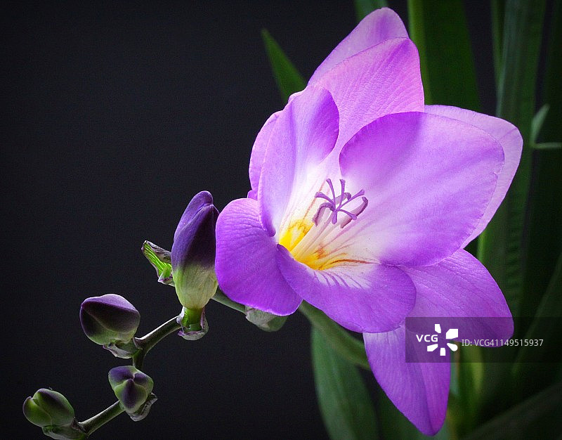 紫色小苍兰图片素材