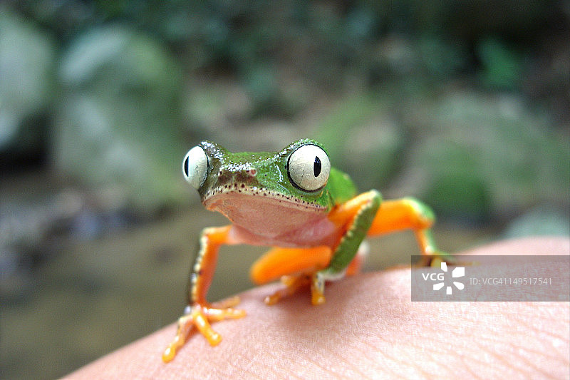 雨蛙科图片素材