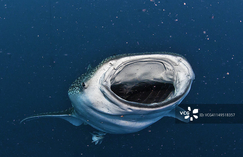 鲸鲨觅食图片素材