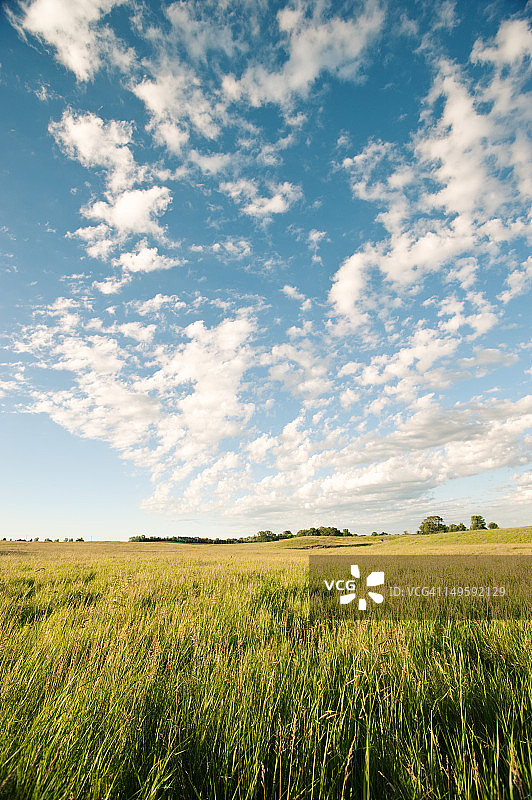 明亮夏日里的明尼苏达田野图片素材