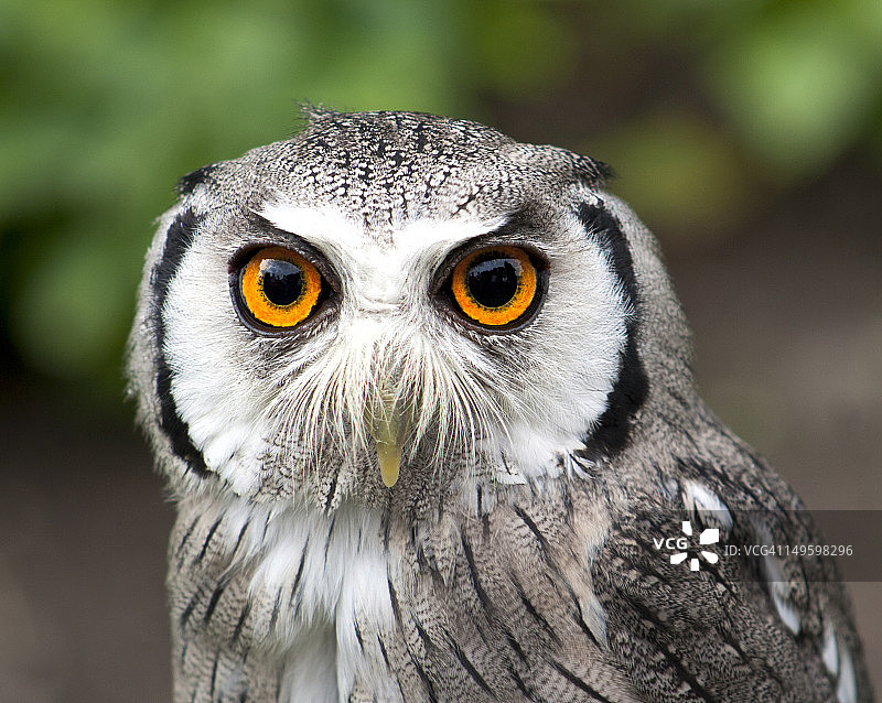 非洲白面鸮图片素材