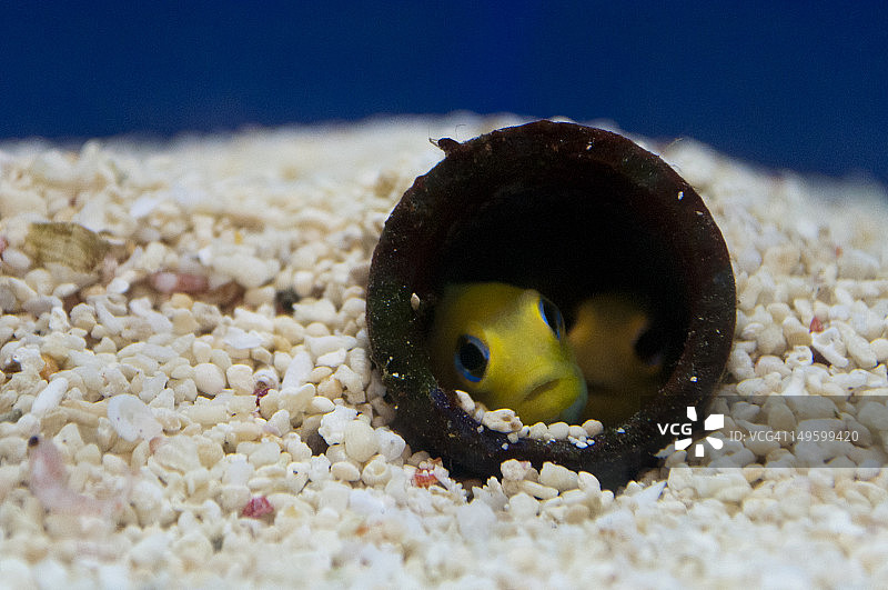 躲藏的小鱼图片素材