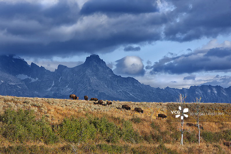 大提顿国家公园的迁徙图片素材