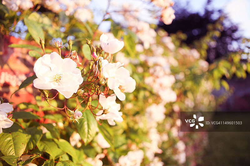 白色蔓生玫瑰图片素材