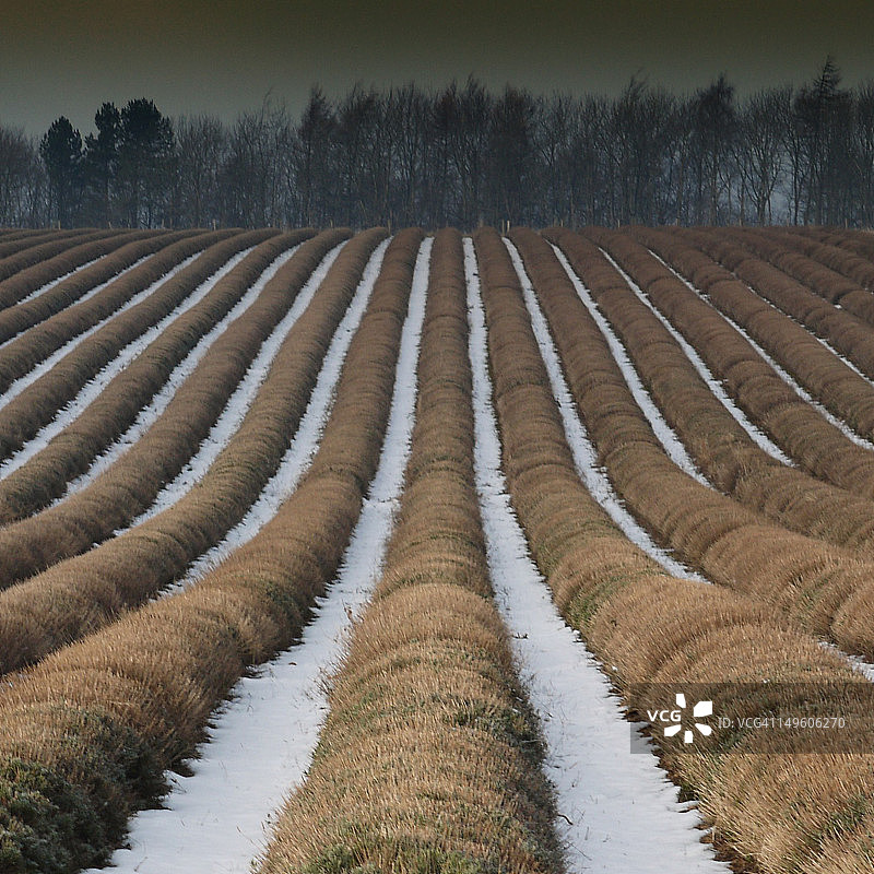 科茨沃尔德斯诺希尔薰衣草农场，英格兰图片素材