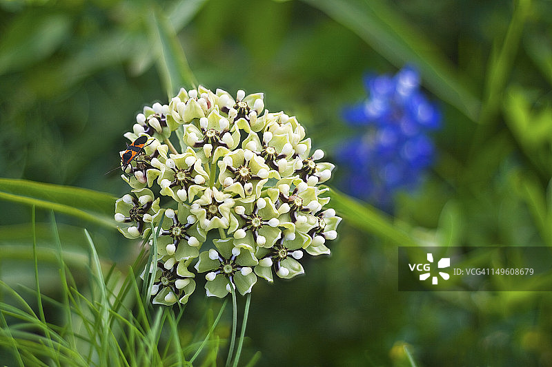 羚羊角野花与马利筋虫图片素材