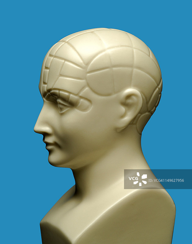 颅相学头部模型图片素材