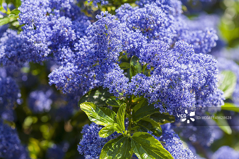 开花的加州丁香图片素材