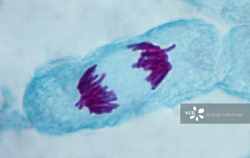 后期，洋葱根尖压片制备，500倍图片素材