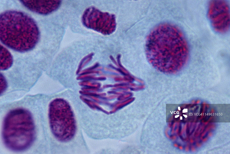 后期，洋葱根尖压片制备，500倍图片素材