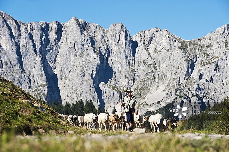 奥地利萨尔茨堡州：牧羊人在山上放牧图片素材