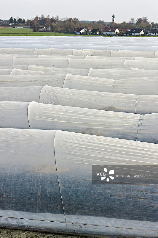 德国，3月下旬的芦笋种植园图片素材