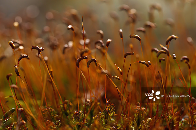 苔藓孢子囊图片素材