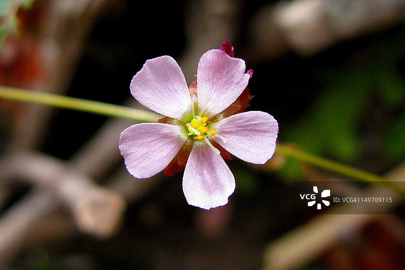 多毛变种蒙大拿茅膏菜图片素材