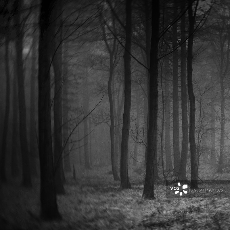 神秘森林图片素材