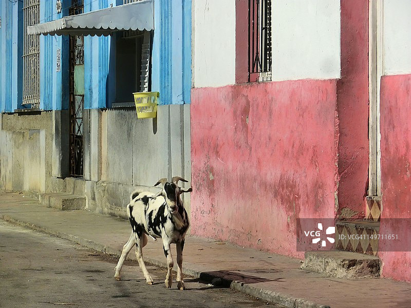 山羊图片素材