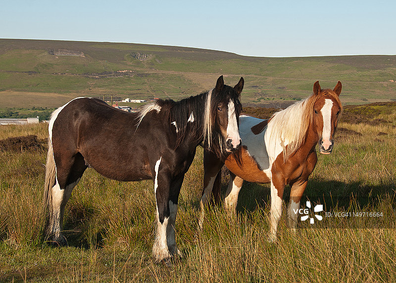 威尔士山地小马图片素材