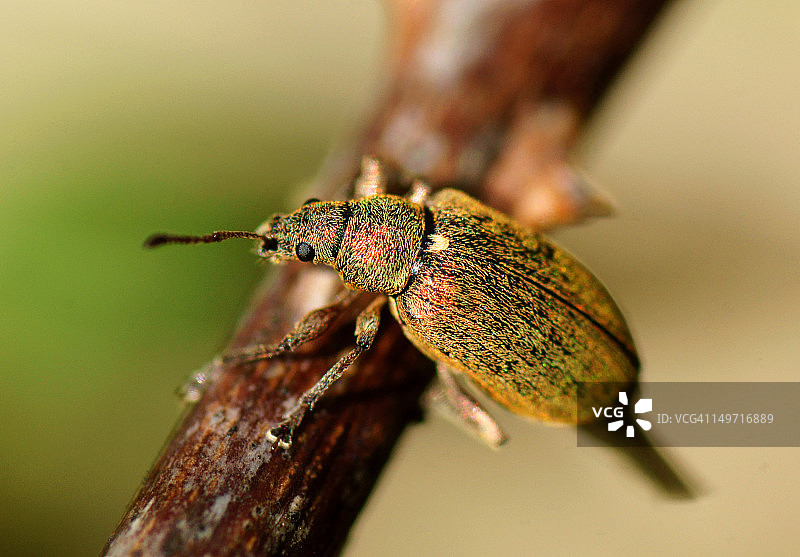 金色象鼻虫图片素材
