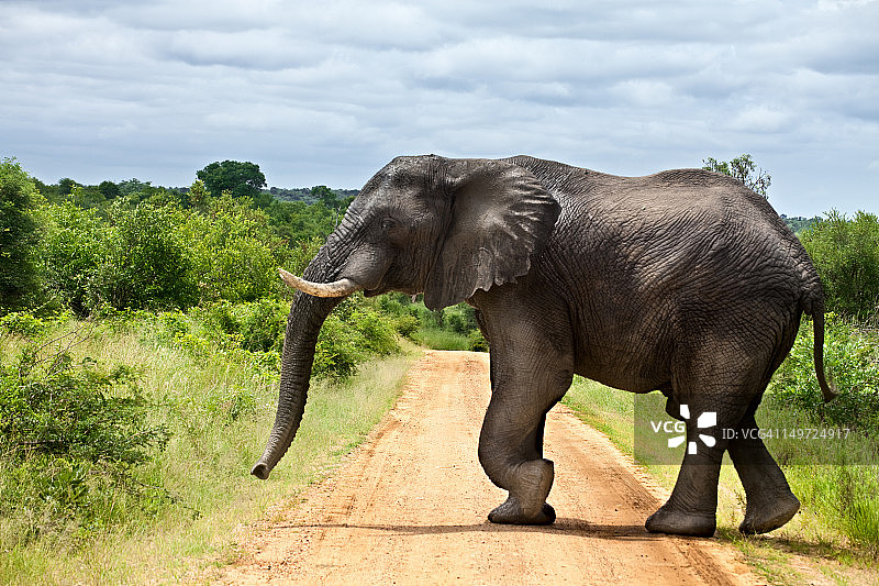 大象过马路图片素材