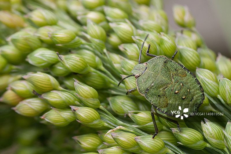 山楂盾椿象图片素材