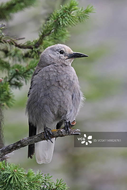 克拉克星鸦图片素材