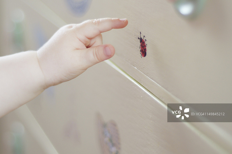 逼真的瓢虫图片素材