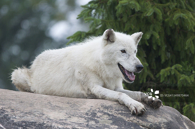 北极狼图片素材