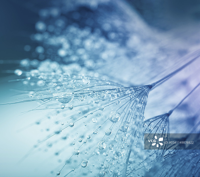 带水珠的蒲公英种子图片素材