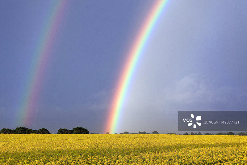 油菜籽领域图片素材