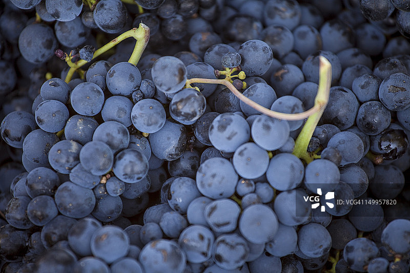 为酿酒而收获葡萄，布里奥内斯，拉里奥哈图片素材