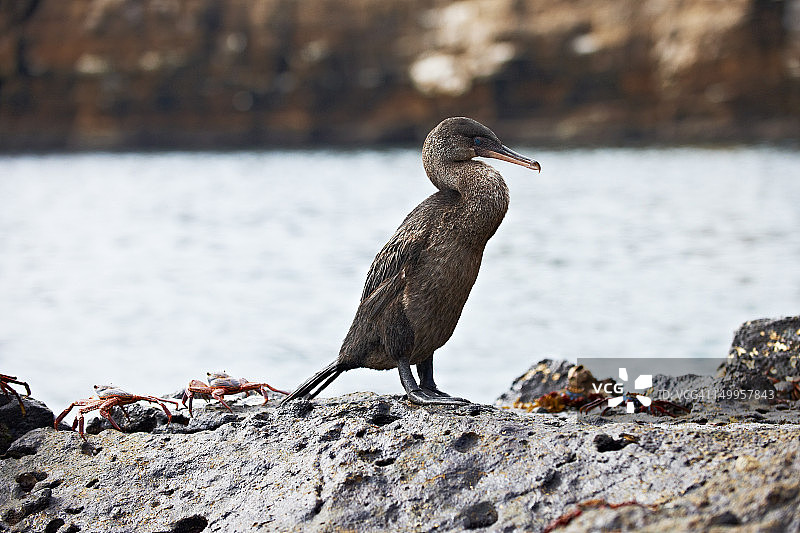 不会飞的鸬鹚图片素材